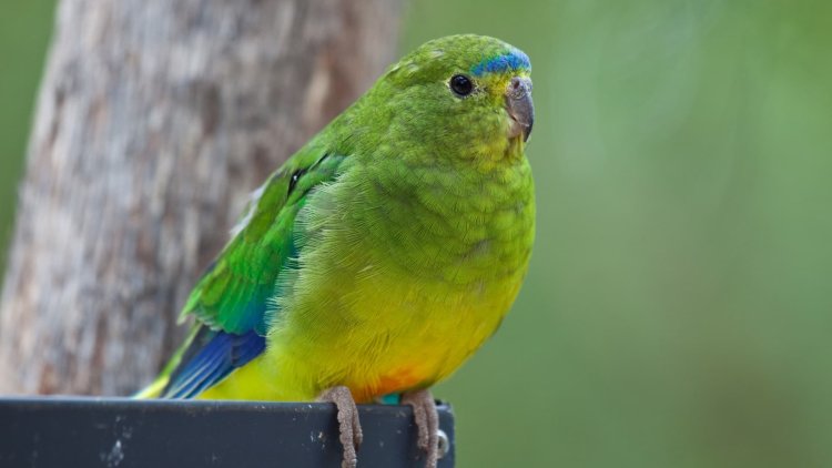 Planned wind farm told it will need to shut down for five months a year to protect parrots