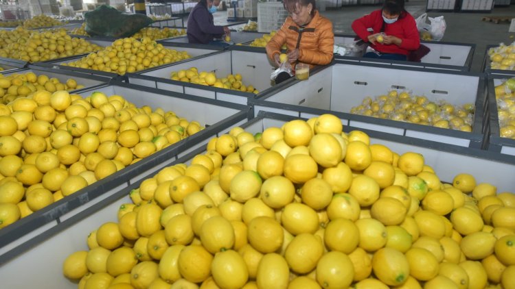 China turns to lemons, peaches and traditional medicine in wake of Covid wave