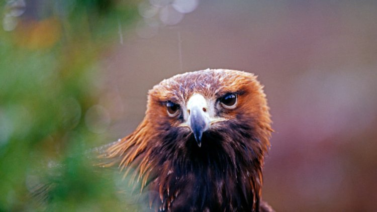 Concerns about golden eagles are partly prompting the redesign of a Scottish wind farm