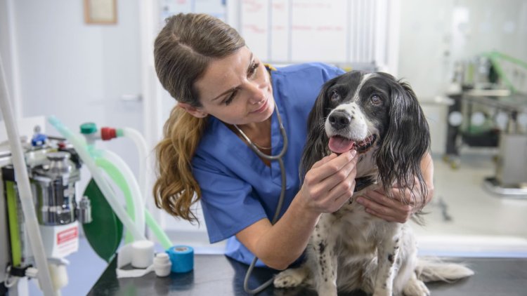 Chewy and Petco earnings make it clear: Pet health care is their future